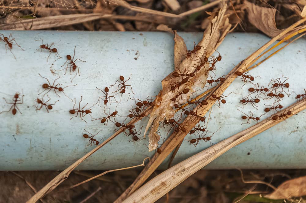 Eliminating Ants with white vinegar