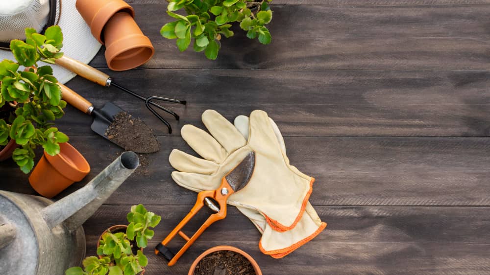 Gardening Tips from grandma