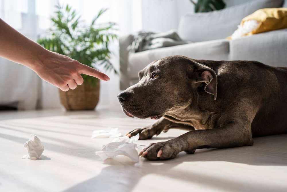Removing Pet Stains