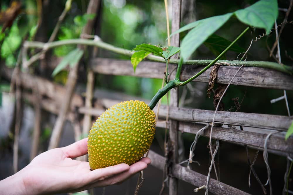 What is Jackfruit