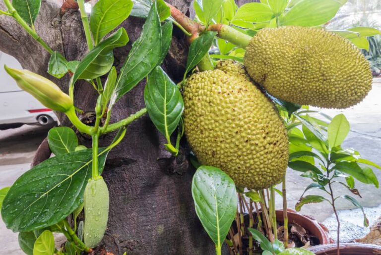 10 Health Benefits of Jackfruit