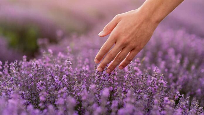 Benefits of Lavender Oil Benefits of Lavender Oil