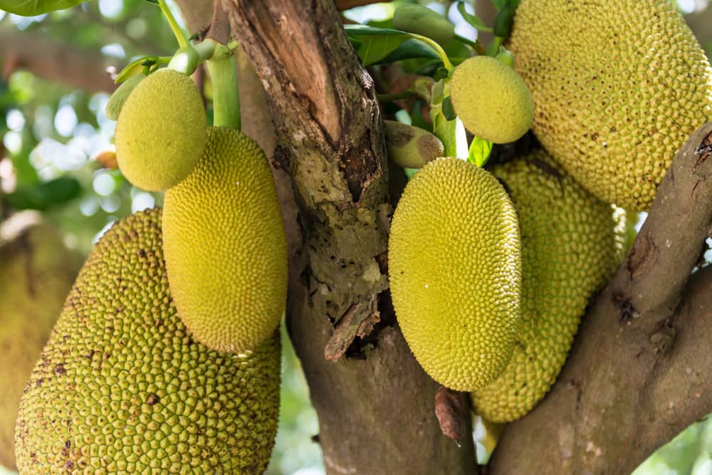 Nutritional Benefits of Jackfruit