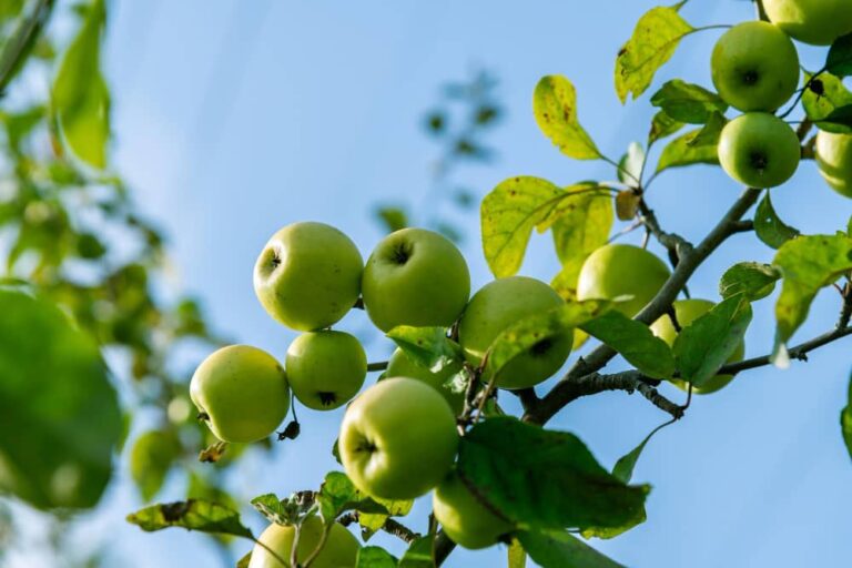 Healthy Foods High in Polyphenols