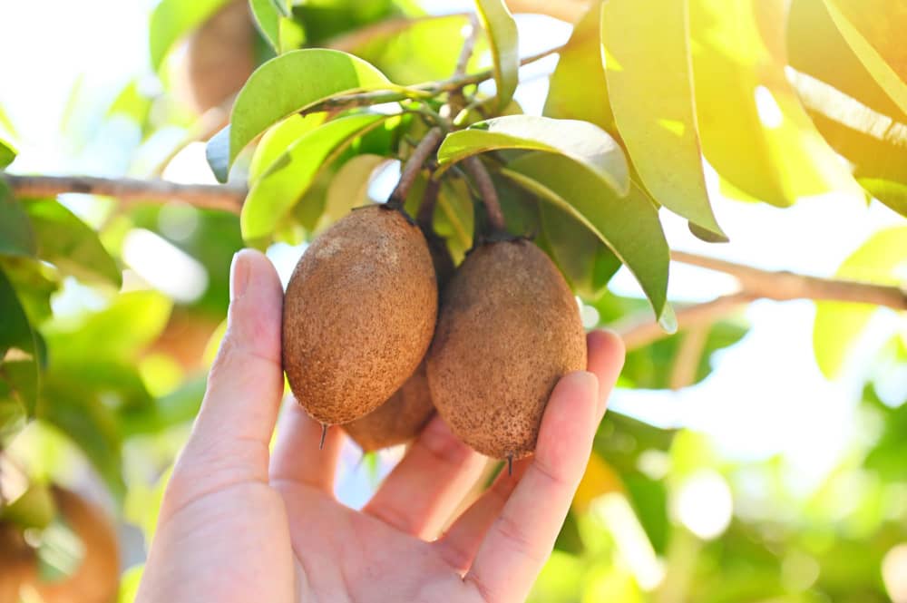 What Are the Health Benefits of Sapota