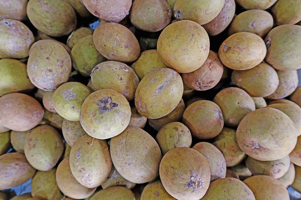 What is Sapota