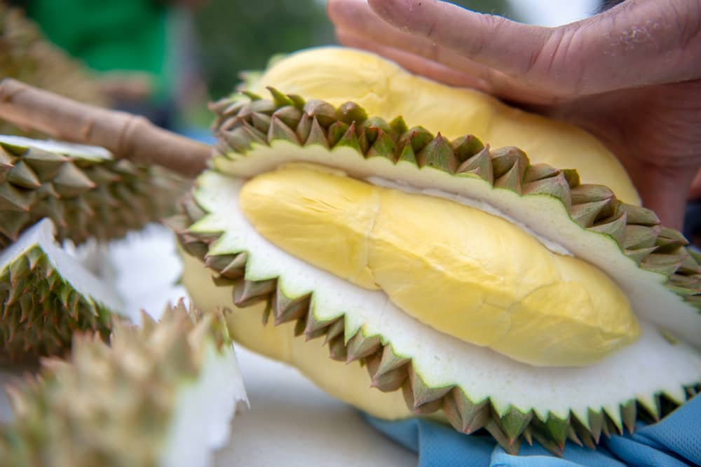 Durian unique healthy exotic fruit
